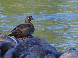 Harlequin duck