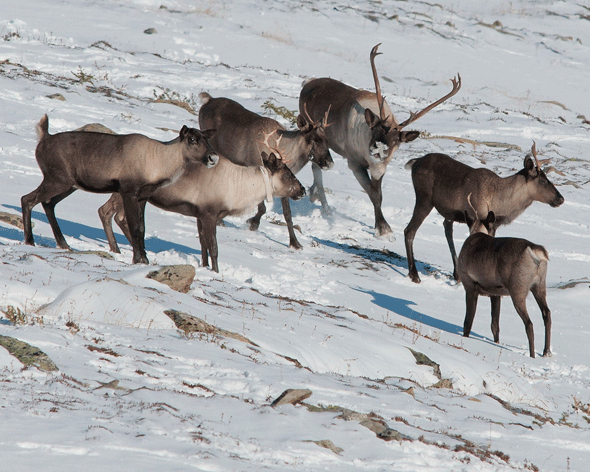 Woodland Caribou