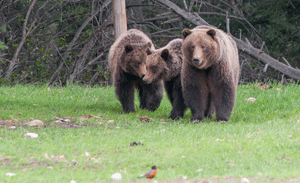 Grizzly Bears