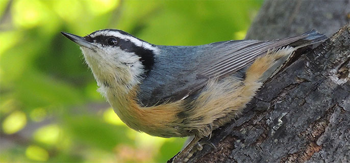 A Clark’s nutcracker sits on a pine branch