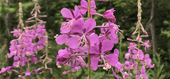 Parks employee identifies wildflowers with three other people.