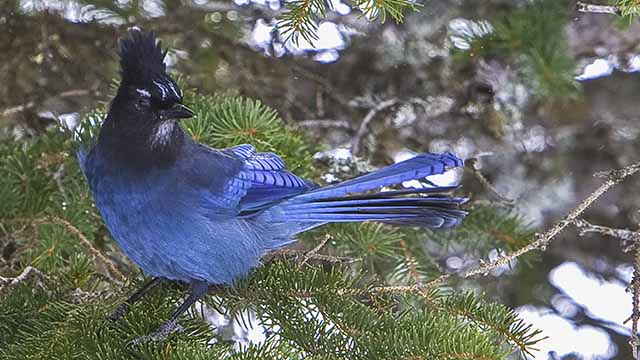A Steller's jay sits on a pine branch