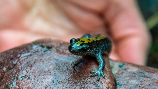 salamandre à longs doigts