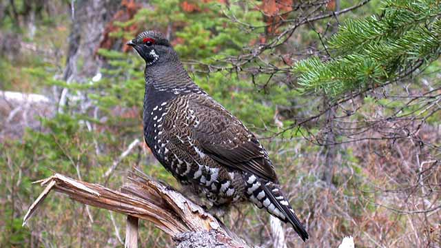 Spruce grouse 