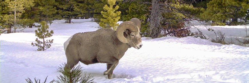 A bighorn sheep walks through the snow