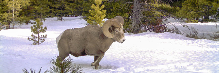 Un mouflon d’Amérique marche dans la neige