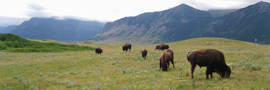 Bison grazing in the bison paddock