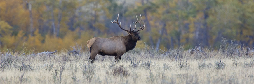 An Elk with a large set of horns stands in a grassland in front of a backdrop of trees.