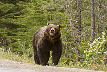 Le parc national des Lacs-Waterton est au pays des ours. | Grizzli au bord de la route.
