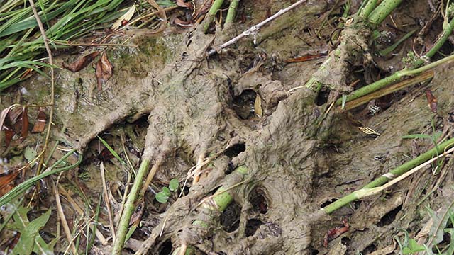 Didymosphenia geminata