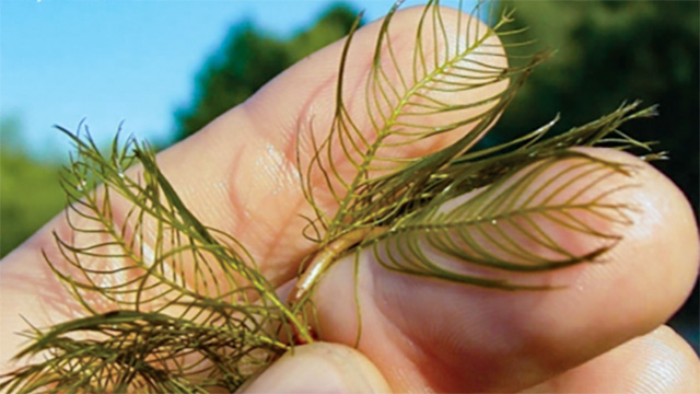 Myriophyllum spicatum