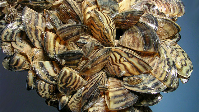 A cluster of zebra mussels