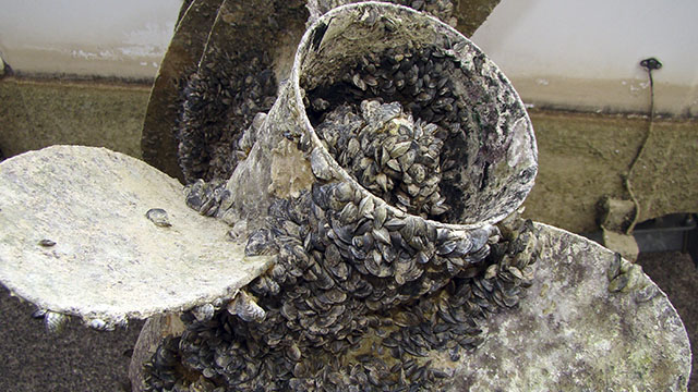 invasive quagga mussels attached to a boat propellor