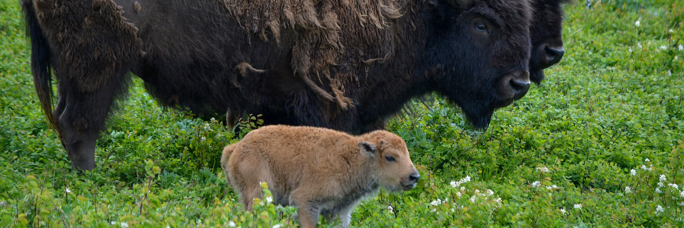 Two bison and a baby bison stand in a field of grass