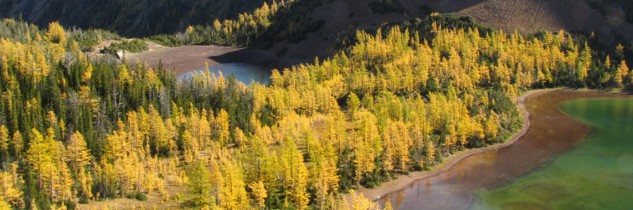 A bird’s eye view of a dense larch forest with lakes on the sides and mountains in the background.