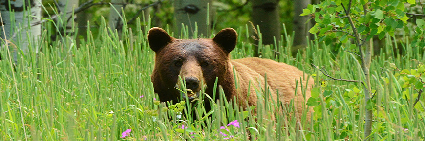 A black bear in the long grass