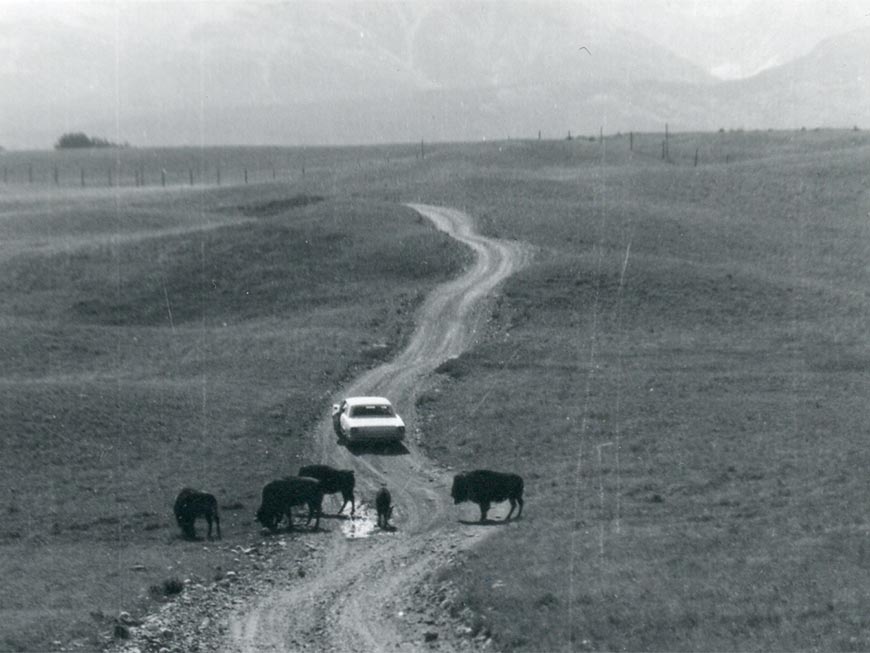 Une voiture et des bisons dans l’enclos de bisons de Waterton