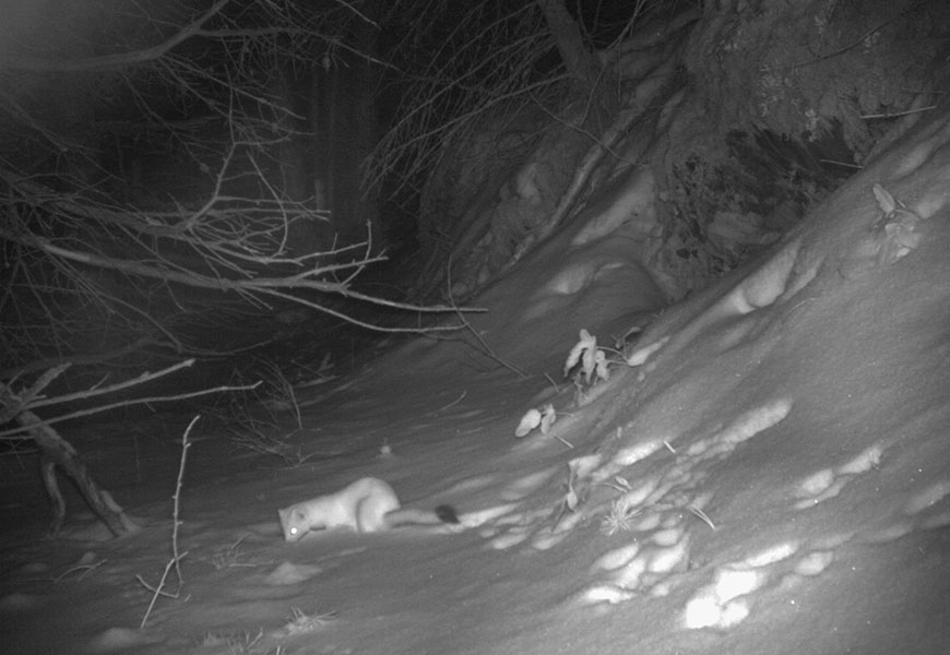 A white-coloured long-tailed weasel with a black tail tip sniffs something under the snow in a forest.