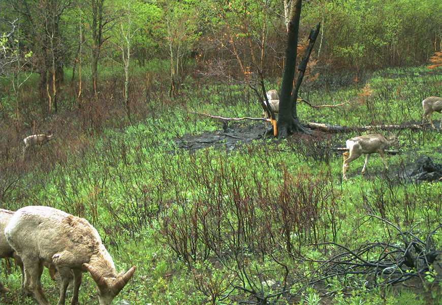 Two bighorn sheep graze in the lower left of the image while five mule deer graze in the mid ground of an area where green vegetation is sprouting up amidst burnt trees and shrubs.