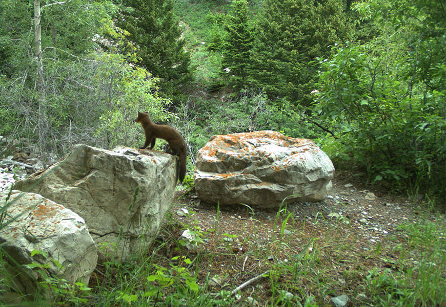 A brown American marten is standing on a boulder, looking away from the camera toward a forest.