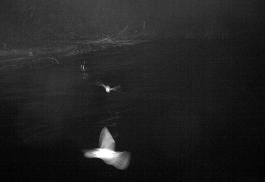 Two blurred, light-coloured bats fly along a lakeshore at night.