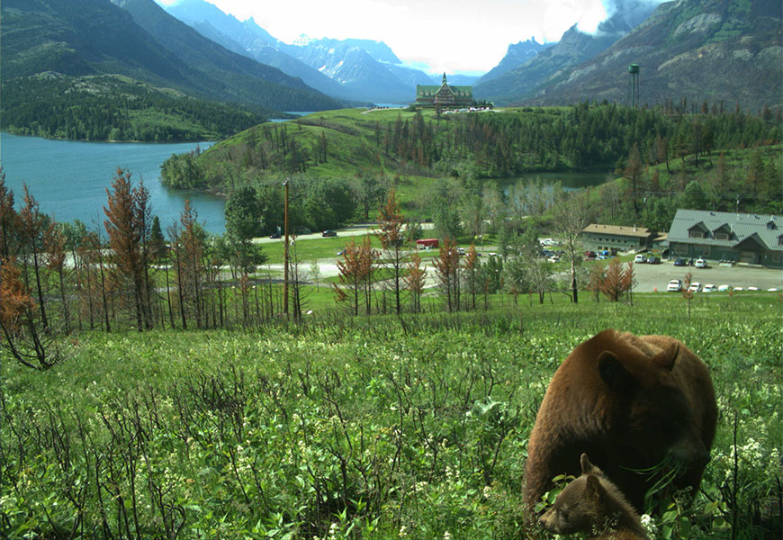 A brown-coloured mother black bear eats a mouthful of grass on a green slope with her brown cub nearby. Recently burnt trees and shrubs are also visible on the hillside.