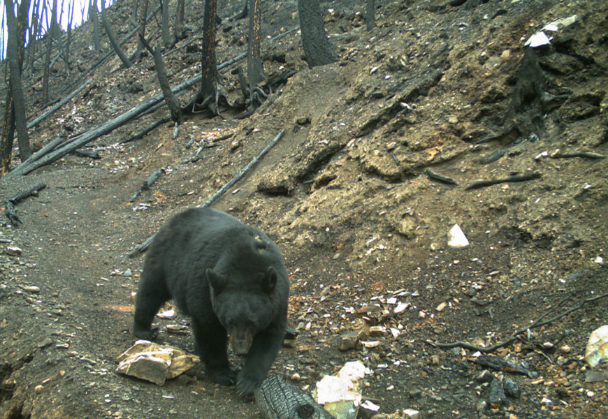 A black bear walking down a rocky trail, through forest that burned heavily in the Kenow Wildfire.