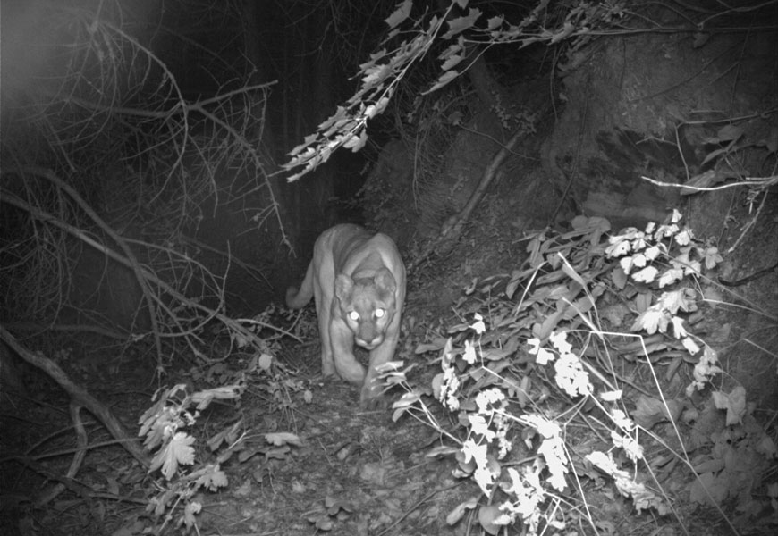 A cougar walks toward the camera along a forested wildlife trail at night.