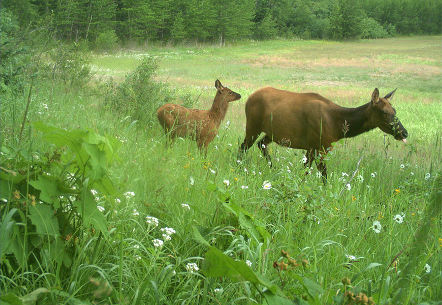 A spotted elk calf follows her mother through green vegetation.