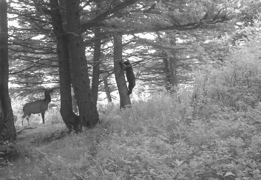 A cow elk with a calf nearby watches a black bear cling to a tree.