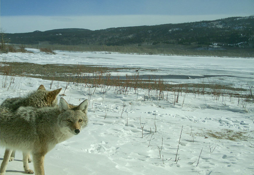 Two coyotes are standing next to a frozen lake. One is looking at the lake while the other is looking toward the camera.