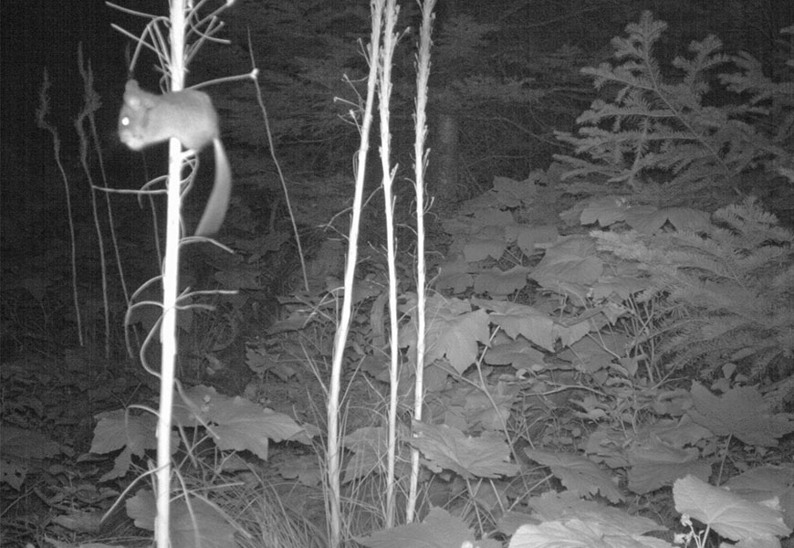 A deer mouse clings to a tall, slim plant stalk and eats seeds.
