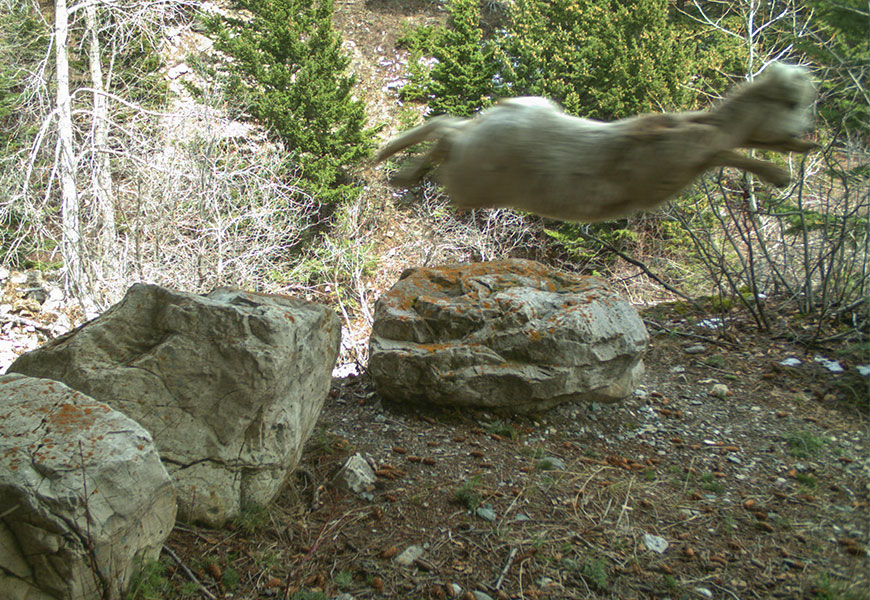 A young bighorn sheep leaps over a boulder, its front and back legs spread forward and back.