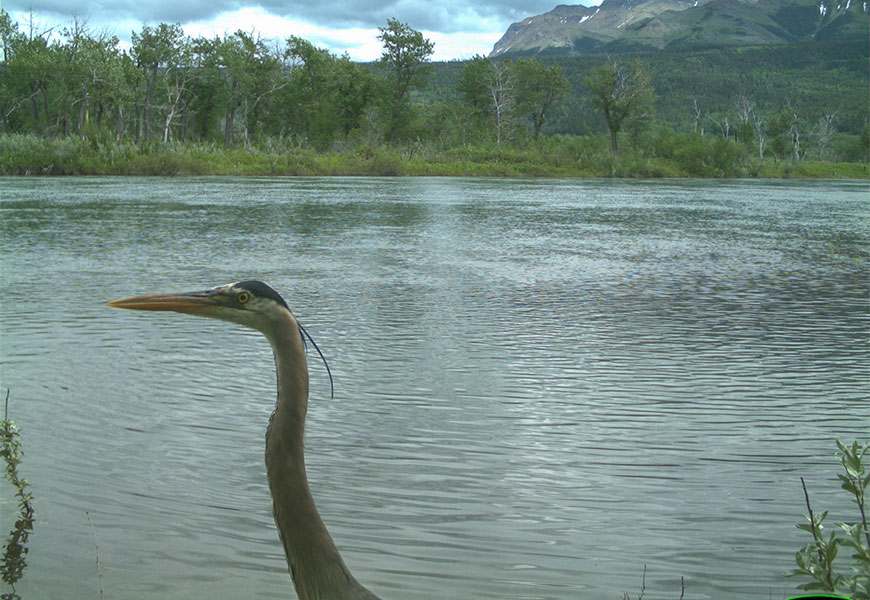 The head and neck of a great blue heron are visible in front of a river, with a forest and mountain in the background. 
