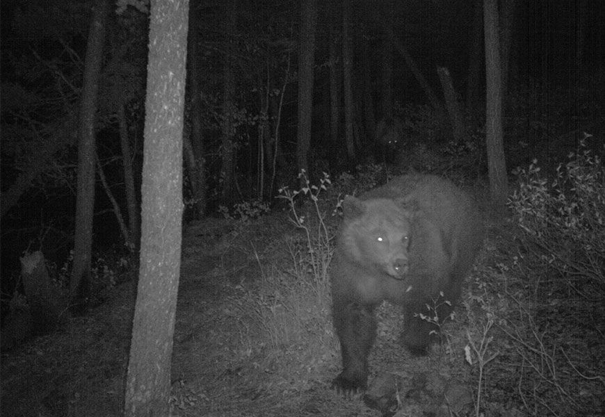 A grizzly bear mother and cub walk along a forested trail at night.