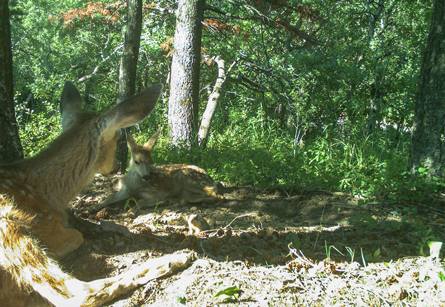 Two spotted mule deer fawns lie in a shaded forest while watching a Columbian ground squirrel who has a mouthful dried grass.