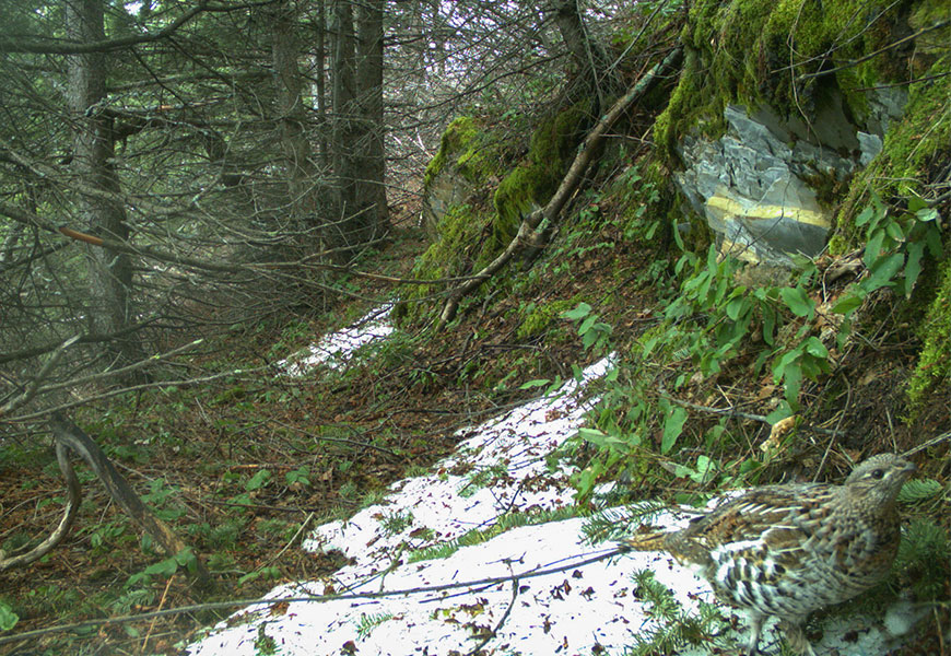 Surrounded by coniferous forest, a grouse looks toward the camera from the lower right corner of the image.