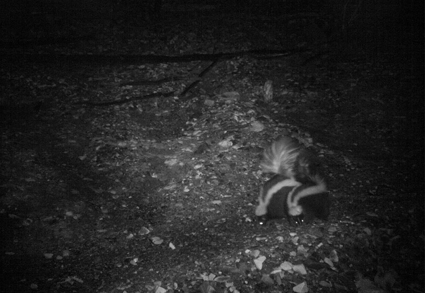 Sniffing the ground and with their tails upright, two skunks walk immediately alongside one another along a rocky trail at night.
