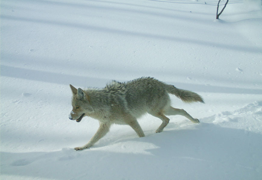 A wolf walking through snow with some snow on its nose.