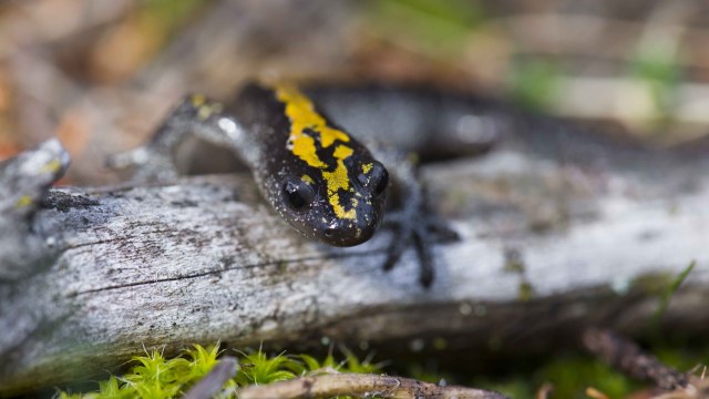A long-toed salamander is seen perched on a piece of wood with plants around it