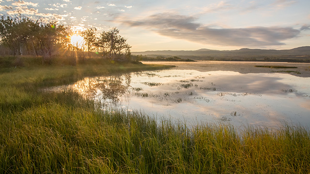 A wetland with tall grass and still water is seen with a rising sun through trees and a partly cloudy sky