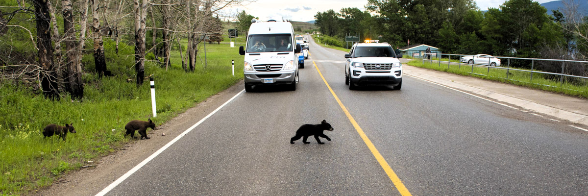 Three black bear cubs moving across a road with a Parks Canada vehicle on-scene