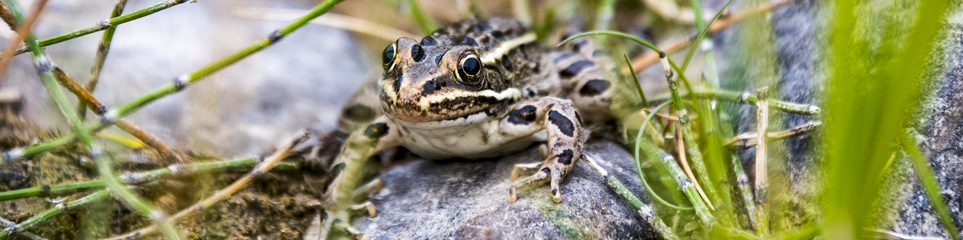 La grenouille leopard dans l'eau