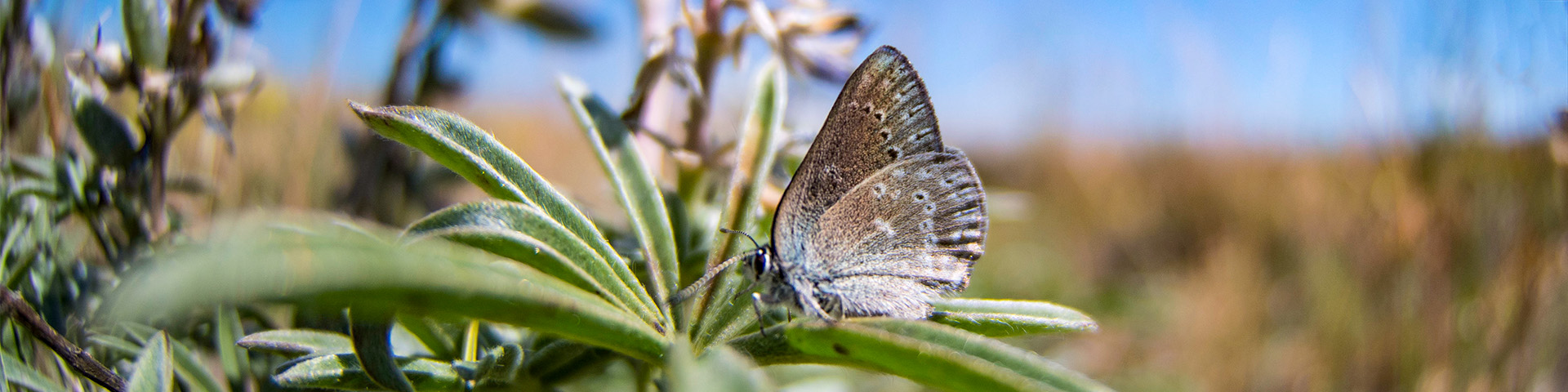 Curiously Isolated Hairstreak (Satyrium curiosolus)