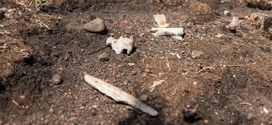 Bones on burned ground surface