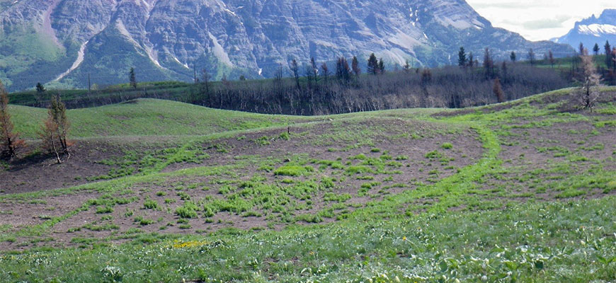 Regrowth in patches on burned landscape