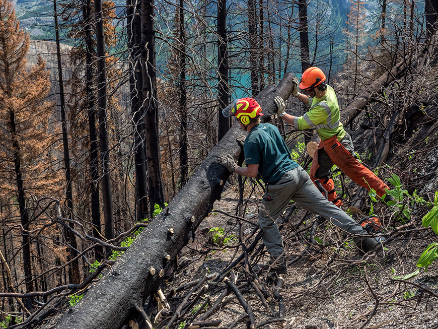 Two trail crew members push a dead tree off a trail