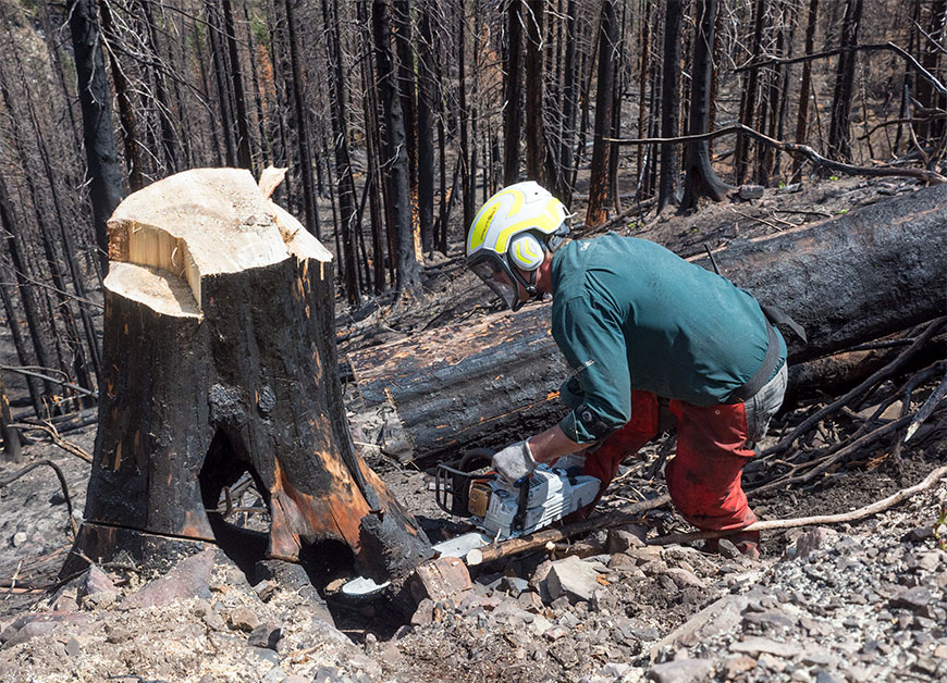 A trail crew member working with a chainsaw