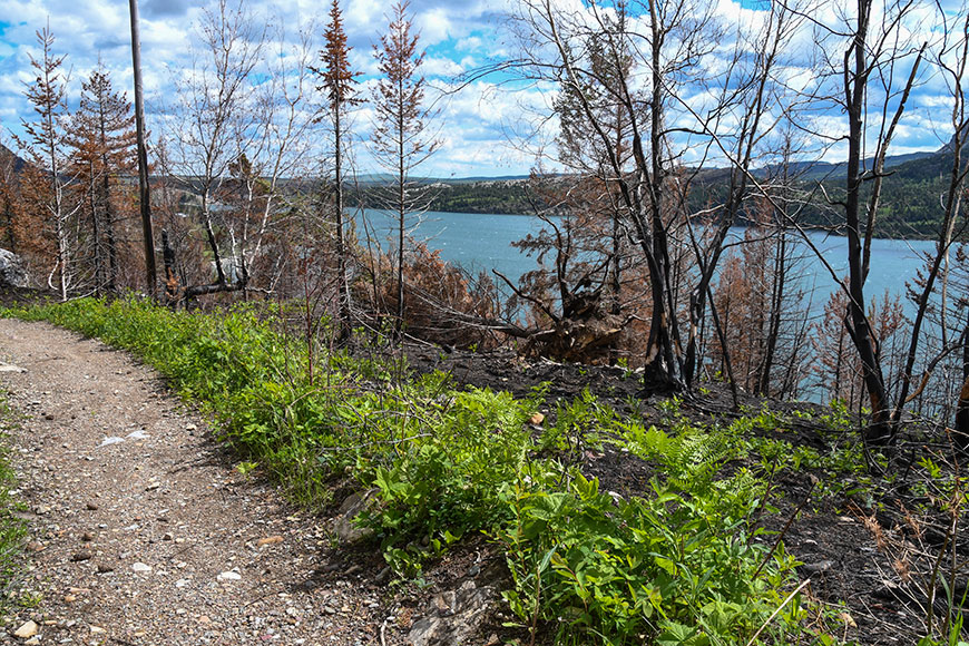 Arbres brûlés et nouvelle végétation sur un sentier