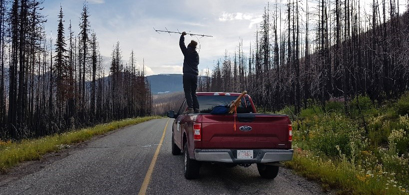 Tracking bats fitted with radio tags in a burned forest